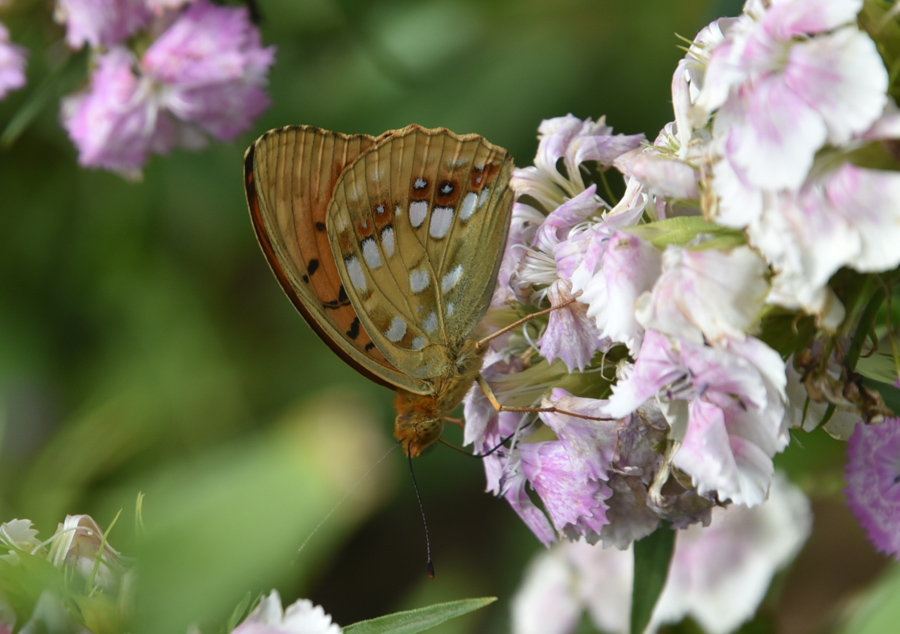 Argynnis adippe?  S !